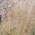 Deschampsia Cespitosa Goldtau for sale online UK