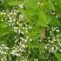 Deutzia Gracilis, white fragrant flowers in early summer on graceful arching stems