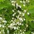 Deutzia Gracilis, deciduous white flowering shrub - for delivery UK