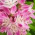 Deutzia hybrida Strawberry Fields with pink flowers