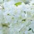 Deutzia Magnifica White Flowering Shrub - for Sale Online