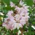 Deutzia Mont Rose. Pink Flowering Deutzia for sale online with UK delivery, we also deliver to Eire.