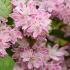 Deutzia Hybrida Strawberry Fields, beautiful pink flowering shrub, attracts wildlife, for sale online at our London nursery, UK delivery