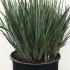 Dianella Revoluta Little Rev Blue Flax Lily Grass for Sale