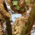 Dicksonia Antarctica forming new fronds after rainfall, with emerging growth