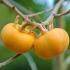 Diospyros Lotus Date Plum or Caucasian Persimmon or Lilac Persimmon trees for sale online with UK delivery