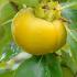 Diospyros Kaki Chinese Persimmon or Chinese Date Plum Tree