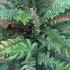 Doodia Media Common Rasp Fern for Sale Online from our London plant centre, UK nationwide delivery