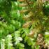 Dryopteris Erythrosora for sale online - London plant centre, UK