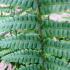 Dryopteris Affinis Pinderi also called Pinders Golden Scaled Male Fern buy online, UK delivery