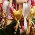 Dutch honeysuckle flower detail, highly fragrant early flowering variety, buy UK