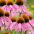 Echinacea Purpurea Prairie Splendor Purple Coneflower perennial for sale online with UK delivery.