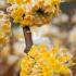 Edgeworthia chrysantha Grandiflora deciduous shrub with yellow flowers