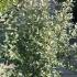 Elaeagnus Quicksilver Silver Foliage Plant, very attractive border plant for sale online with UK delivery