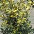 Elaeagnus Ebbingei Eleador hedging plants, variegated evergreen leaves for sale online with UK delivery.