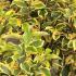 Elaeagnus Ebbingei Gilt Edge variegated shrub, hedging plants that are beautiful for shady areas. Hedging plants to buy online UK delivery.