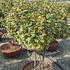 eev 1-1.2 m buy online UK.