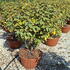 eev 80-100 cm buy online UK.