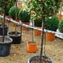 Eleagnus Ebbingei as a Lollipop topiary tree for sale in London and online from Oleaster topiary stockists, UK