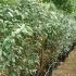 Eleagnus x Ebbingei shrubs for hedging - ready to buy at our London plant centre, UK