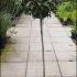 Eleagnus Ebbingei Topiary Lollipop 1.3-1.4 m buy online UK.