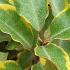 Elaeagnus Ebbingei Viveleg or Oleaster Viveleg has beautiful marginated leaves in dark green and gold. An attractive evergreen shrub, buy online UK.