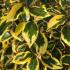 Eleagnus Gilt Edge evergreen shrub with variegated foliage