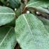 Elaeagnus X Ebbingei Espalier Frame, Half Standard Trees with clear stem, for sale at our London nursery UK