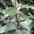 Eleagnus x Ebbingei or Oleaster makes fabulous evergreen hedges - huge selection to buy online UK