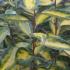 Eleagnus x Ebbingei Limelight - variegated Oleaster shrub for sale online UK