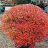 Enkianthus Perulatus showing off its stunning autumn colour