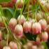 Enkianthus campanulatus  Redvein Enkianthus buy online UK