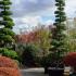 Enkianthus Perulatus and Cloud trees in Autumn, for sale online at Paramount Plants, UK delivery