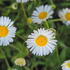 Erigeron karvinskianus Mexican daisy with small white and pink daisy like flowers