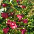 Evergreen flowering hedging plants with pink flowers, Escallonia Apple Blossom