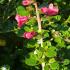 Escallonia Apple Blossom flowering evergreen hedging plants for sale UK