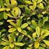 Escallonia Laevis Gold Ellen Hedging