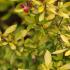 Escallonia Golden Carpet is a new award winning, low growing evergreen shrub, low maintenance and lovely golden leaves with small red flowers, buy UK.