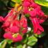 Escallonia Red Elf. New Zealand Privet Red Elf Hedging plants, red flowering hedging especially in coastal locations.