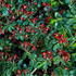 Escallona Red Elf evergreen flowering hedging that is perfect for coastal areas. Buy online UK delivery