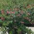 Escallonia Rubra Macrantha 80-100 cm buy online UK.