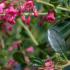 Escallonia rubra macrantha evergreen shrub with pink flowers