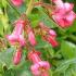 Escallonia Rubra Macrantha Hedge Plants for sale online, red flowering hedging UK delivery.