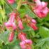 Escallonia Rubra Macrantha Hedge Plants for sale online, red flowering hedging UK delivery.