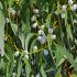 Foliage detail of Standard Eucalyptus Trees of Variety Eucalyptus Globulus, for sale online with UK delivery