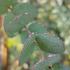 Foliage detail of Eucalyptus Gunnii Azura branch, buy these trees online with UK delivery