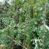 Eucalyptus Plants for Sale Online