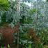 Eucalyptus Trees UK-wide delivery