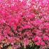 Euonymus Alatus Compactus - simply stunning pinky-red fiery autumn foliage