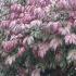 Winged Spindle Tree - autumn foliage. Buy online London garden centre UK